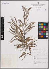 Foto von Salix eleagnos subsp. angustifolia (Cariot) Rech. f.